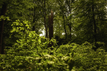 Green forest details in springtime