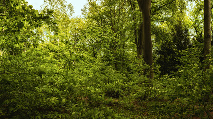 Fototapeta na wymiar Green forest details in springtime