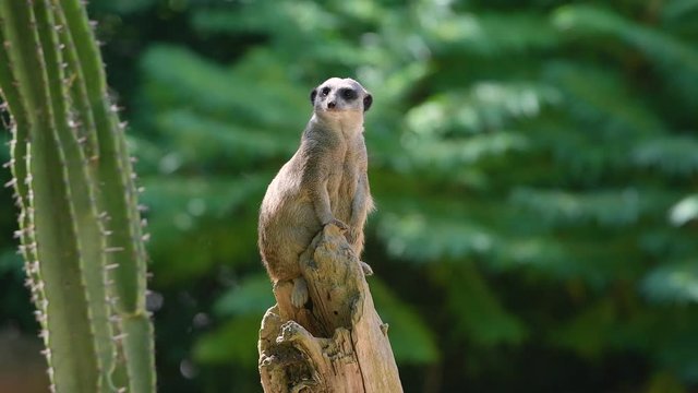 Close up of a Meerkat, suricate . (Suricata suricatta)sitting on a branch