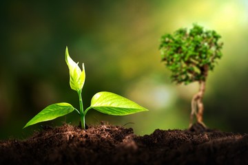 Growth of new life green plant in soil