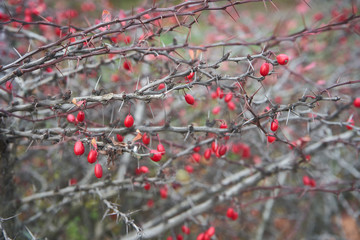 barberry berries in the bush,barberry bushes grow on barbed bushes