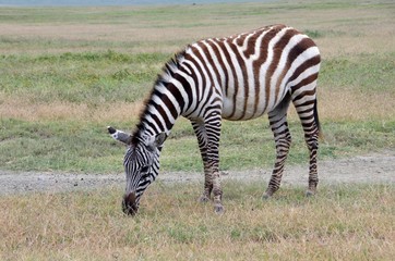 Zebra in the Ngorongoro crater in Tanzania
