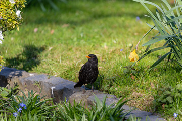 Walking black bird in park