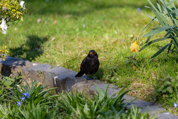 Walking black bird in park