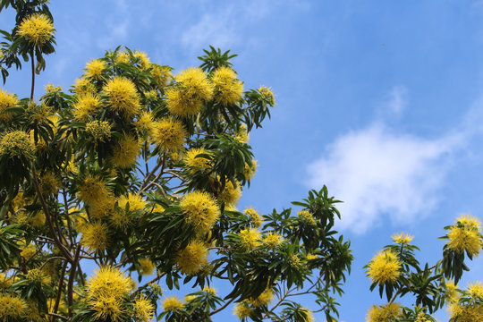 The top of a Golden Penda tree. It features yellow flowers and dark green foliage. A blue sky background. Xanthostemon chrysanthus