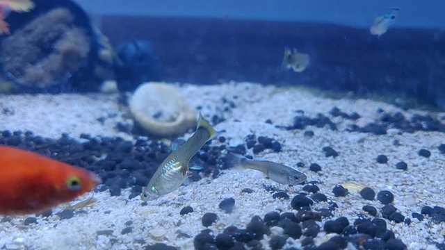 Guppy fishes in home aquarium