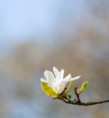 Blooming tree and leaves in spring