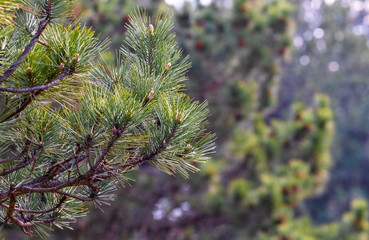 Pine branches with cones. Christmas background with pine branch