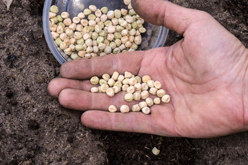 Spring in the home garden. Sowing peas, seeds on the man's hand.