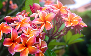 Plumeria flower pink yellow and white frangipani tropical flower, plumeria flower blooming on tree, spa flower