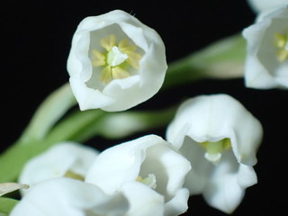 Fototapeta na wymiar Lily of the vally with black background