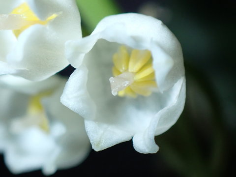 Lily of the vally with black background