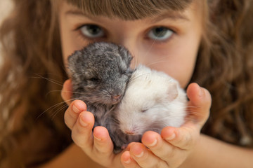 Girl with a little fluffy chinchilla