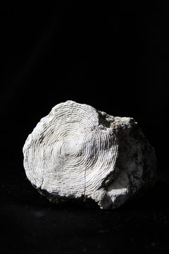 Fossilized mollusk remains - nummuliteson a black background
