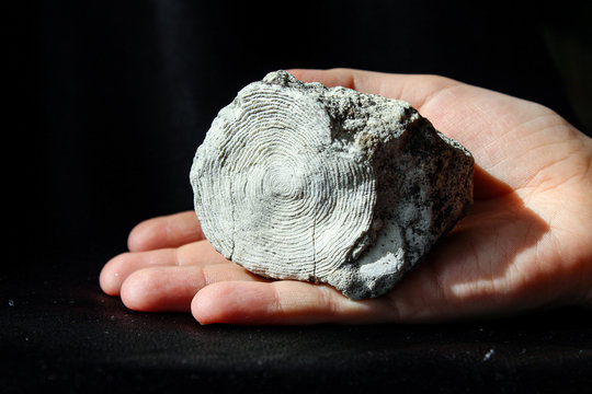 Fossilized mollusk remains - nummulites  in the palm of your hand