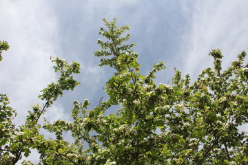 Cime di alberi con sfondo di cielo azzurro