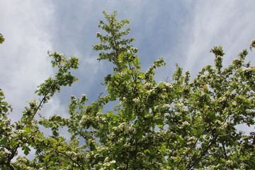 Cime di alberi con sfondo di cielo azzurro