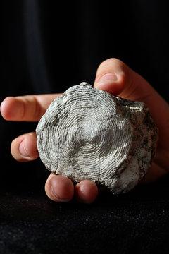 Fossilized mollusk remains - nummulites  in the palm of your hand