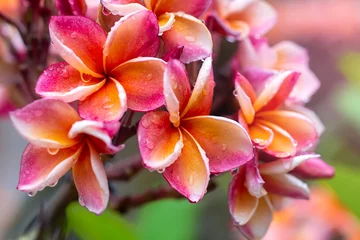 Foto auf Acrylglas Plumeria-Blume rosa gelbe und weiße tropische Frangipani-Blume, Plumeria-Blume, die auf Baum blüht, Spa-Blume © Natnawin