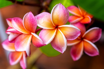 Plumeria flower pink yellow and white frangipani tropical flower, plumeria flower blooming on tree, spa flower