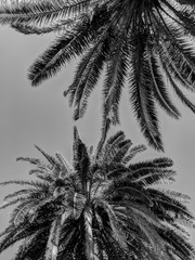 Black and White Photography of Palm trees seen from below