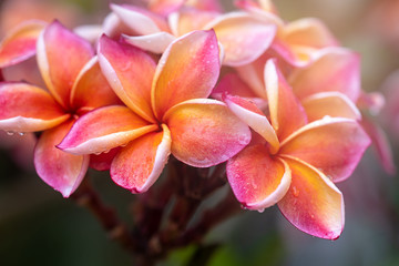 Plumeria flower pink yellow and white frangipani tropical flower, plumeria flower blooming on tree, spa flower