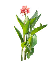 Fototapeta na wymiar Canna lily flowers isolated on white background