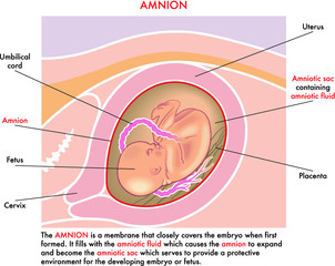 Medical illustration of the amnion with annotations explaining its function during the pregnancy of the woman.
