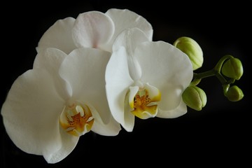 Fototapeta na wymiar White orchid on black background