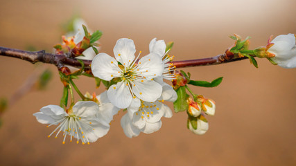Cherry blossoms. Cherry branch with white flowers in garden on light brown background