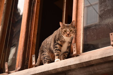 un chat par la fen&ecirc;tre