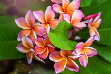 Plumeria flower pink yellow and white frangipani tropical flower, plumeria flower blooming on tree, spa flower
