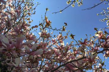 White pink magnolia tree blooming in the end of April