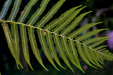 A fern leaf. Close up view of the plant