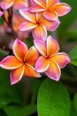 Plumeria flower pink yellow and white frangipani tropical flower, plumeria flower blooming on tree,...