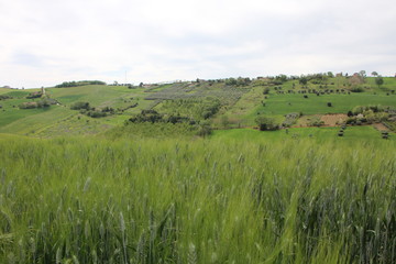 Fototapeta na wymiar Verdi colline in primavera 