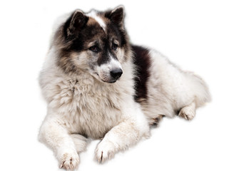 Thai bang-kaew dog on white background with clipping path.