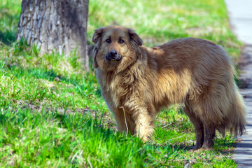 yellow stray dog stands on green grass