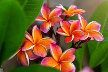 Plumeria flower. pink yellow and white frangipani tropical flower.
