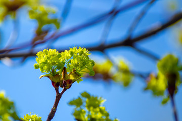 young leaves and shoots on a background of blue sky