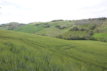 Verdi colline in primavera 