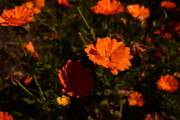 plan &eacute;loign&eacute; sur une tagette 