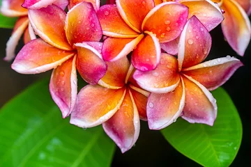 Foto op Canvas Plumeria flower pink yellow and white frangipani tropical flower, plumeria flower blooming on tree, spa flower © Natnawin