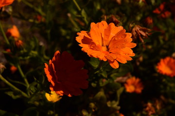 gros plan sur une tagette dans un jardin