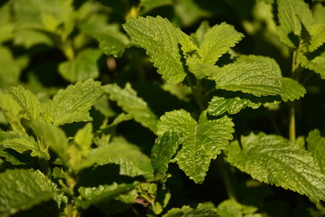 menthe fraiche dans un bois en belgique