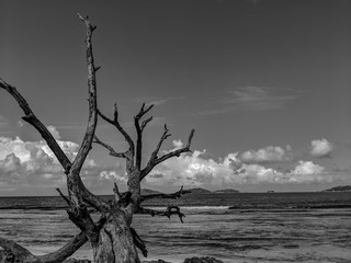 Black and White Photography of a Dead Tree Rests on a Beach on La Digue Island