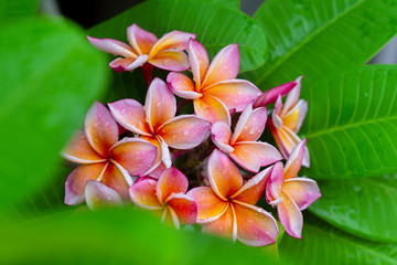 Plumeria flower. pink yellow and white frangipani tropical flower.