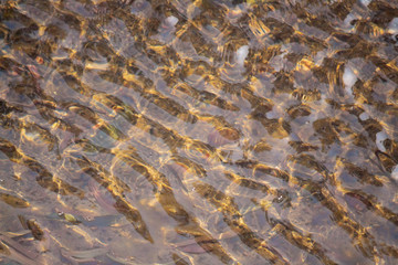Close up shot of beautiful water surface with golden light reaching the bottom.