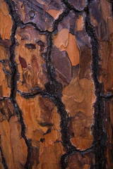 Tree bark with drawings of different macaws