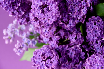 Beautiful lilac flower background stock images. Fresh blooming lilac flower stock images. Spring background concept. Spring purple flowers on a purple background